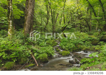 ブナの森　奥大山　木谷沢渓流　天然水のロケ地。 130849206