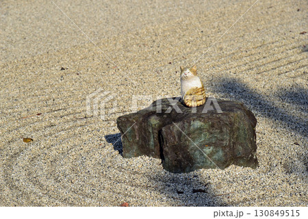 京都 聖護院門跡 宸殿前庭の枯山水の猫 京都 聖護院門跡 宸殿前庭の枯山水の猫 130849515