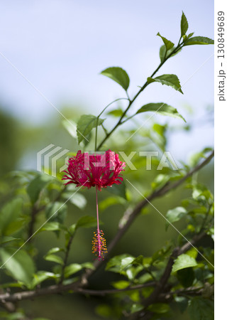 植物園にフウリンブッソウゲ(風鈴仏桑花)の花が咲いています。 植物園にフウリンブッソウゲ(風鈴仏桑花)の花が咲いています。 130849689