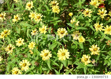 ジニア(キク科)ヒャクニチソウ属 ジニア(キク科)ヒャクニチソウ属 130849733