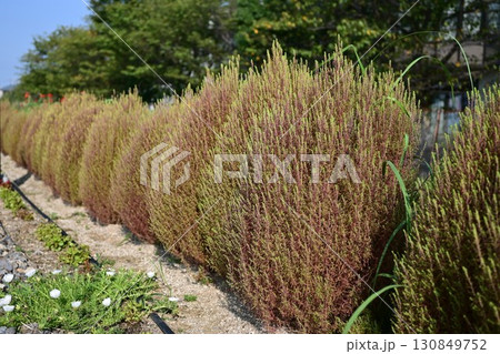 コキアのある道 コキアのある道 130849752