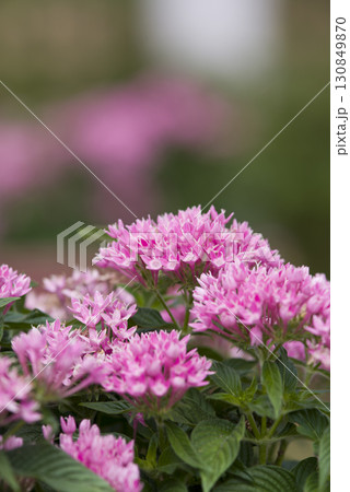 公園の花壇にピンク色のペンタスの花が咲いています。学名はPentas lanceolataです。 公園の花壇にピンク色のペンタスの花が咲いています。学名はPentas lanceolataです。 130849870