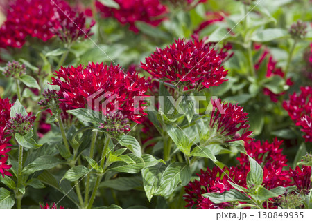 公園の花壇に赤色のペンタスの花が咲いています。学名はPentas lanceolataです。 130849935
