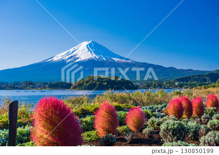 【山梨県】河口湖大石公園の紅葉したコキアと富士山 【山梨県】河口湖大石公園の紅葉したコキアと富士山 130850199