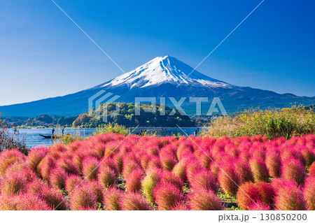 【山梨県】河口湖大石公園の紅葉したコキアと富士山 130850200