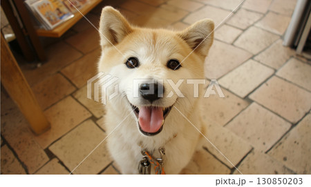 笑顔で見上げる秋田犬の可愛い写真 笑顔で見上げる秋田犬の可愛い写真 130850203