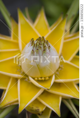 チユウキンレン（地湧金蓮、学名：Ensete lasiocarpum）の黄色い花が咲いています。 130850222