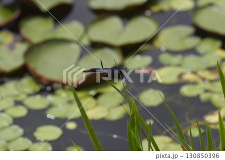 池の植物の周囲にチョウトンボ（蝶蜻蛉）がいます。 130850396