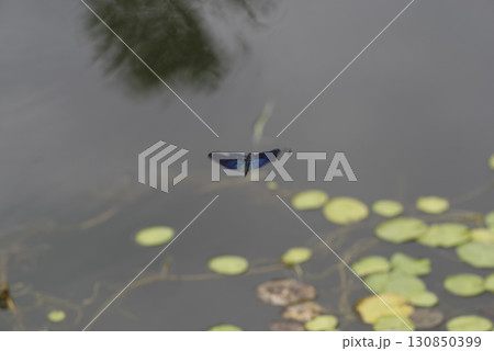 池の植物の周囲にチョウトンボ（蝶蜻蛉）がいます。 130850399