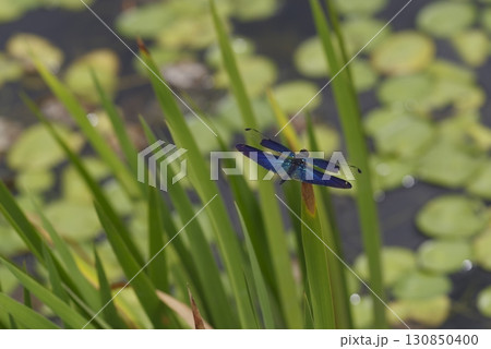 池の植物の周囲にチョウトンボ（蝶蜻蛉）がいます。 130850400