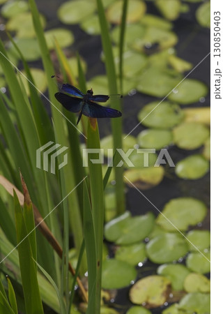 池の植物の周囲にチョウトンボ(蝶蜻蛉)がいます。 池の植物の周囲にチョウトンボ(蝶蜻蛉)がいます。 130850403