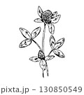 Hand drawn vector illustration of clover plant with blooming flower heads and trifoliate leaves, detailed botanical linework, ideal for herbal packaging, eco cosmetics, St Patrick s Day design 130850549