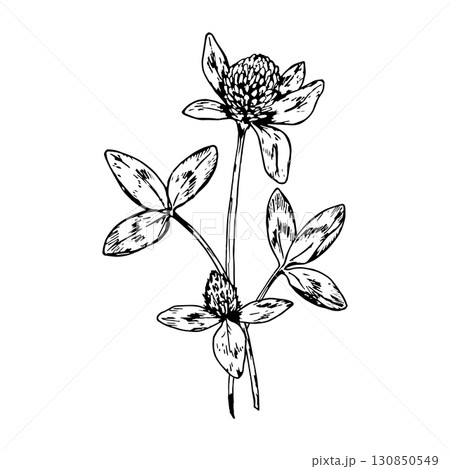 Hand drawn vector illustration of clover plant with blooming flower heads and trifoliate leaves, detailed botanical linework, ideal for herbal packaging, eco cosmetics, St Patrick s Day design 130850549