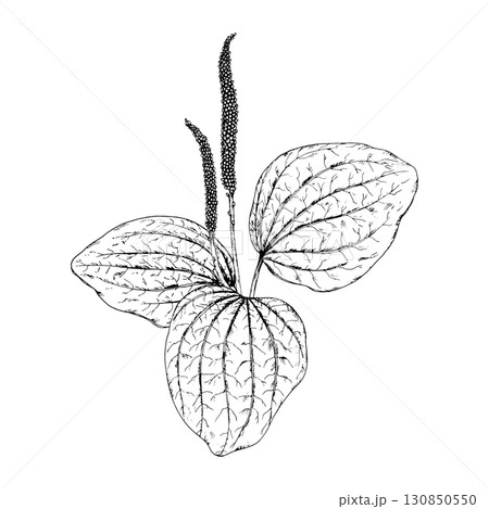 Hand drawn vector illustration of plantain Plantago major with ribbed leaves and tall flowering spikes, detailed botanical line drawing, great for natural medicine, eco prints and apothecary design 130850550