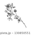 Vector illustration of clover branch with multiple blossoms and trifoliate leaves, hand drawn in botanical line art, perfect for herbal tea packaging, eco branding, apothecary labels, natural design 130850551
