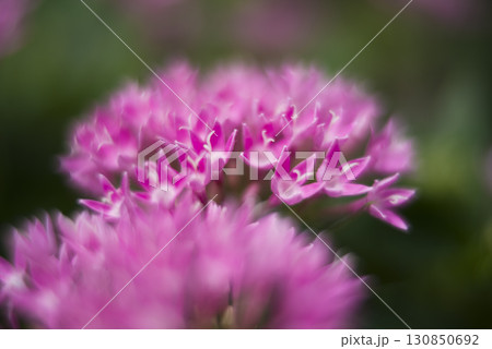 公園の花壇にピンク色のペンタスの花が咲いています。学名はPentas lanceolataです。 公園の花壇にピンク色のペンタスの花が咲いています。学名はPentas lanceolataです。 130850692
