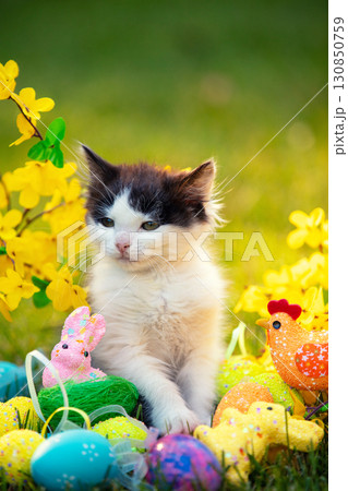 A funny black and white little kitten in a garden with colored Easter eggs. Vertical photo A funny black and white little kitten in a garden with colored Easter eggs. Vertical photo 130850759