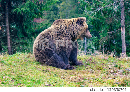 An adult brown bear sits in the wild An adult brown bear sits in the wild 130850761