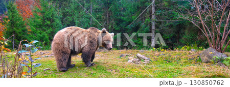 Brown bear walking in spruce forest. Horizontal banner Brown bear walking in spruce forest. Horizontal banner 130850762