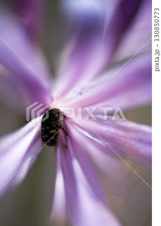 ハナグムリが紫色の花の蜜を吸っています。花はムラサキキツネノカミソリです。 ハナグムリが紫色の花の蜜を吸っています。花はムラサキキツネノカミソリです。 130850773
