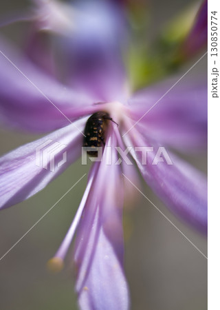 ハナグムリが紫色の花の蜜を吸っています。花はムラサキキツネノカミソリです。 ハナグムリが紫色の花の蜜を吸っています。花はムラサキキツネノカミソリです。 130850774