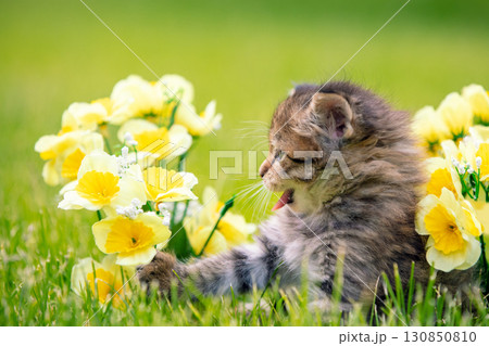 Little kitten sitting on the grass with flowers in the summer garden Little kitten sitting on the grass with flowers in the summer garden 130850810