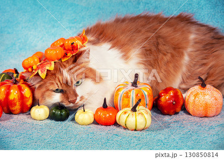 Funny cat in a wreath lies on a blue blanket with artificial colorful pumpkins Funny cat in a wreath lies on a blue blanket with artificial colorful pumpkins 130850814
