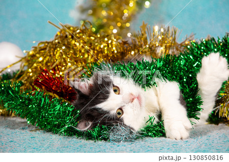 Funny little kitten wrapped in christmas glitter garland lying on soft blue blanket. Christmas concept Funny little kitten wrapped in christmas glitter garland lying on soft blue blanket. Christmas concept 130850816