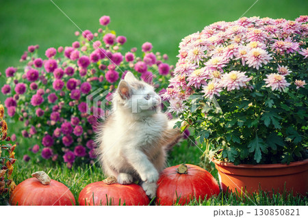 Cute little kitten in a garden with chrysanthemum flowers Cute little kitten in a garden with chrysanthemum flowers 130850821