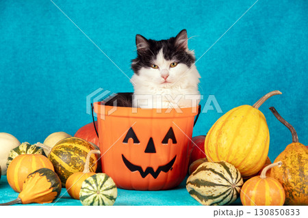 A funny cat in a Halloween basket on a blue blanket with colorful pumpkins. Halloween and Thanksgiving concept 130850833