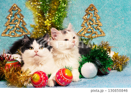Funny little kittens sitting on blue blanket with Christmas decorations Funny little kittens sitting on blue blanket with Christmas decorations 130850846