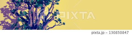 Crassula plant on a yellow background. Horizontal banner Crassula plant on a yellow background. Horizontal banner 130850847
