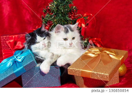 Funny little kittens sitting in gift boxes on red blanket near Christmas tree Funny little kittens sitting in gift boxes on red blanket near Christmas tree 130850854