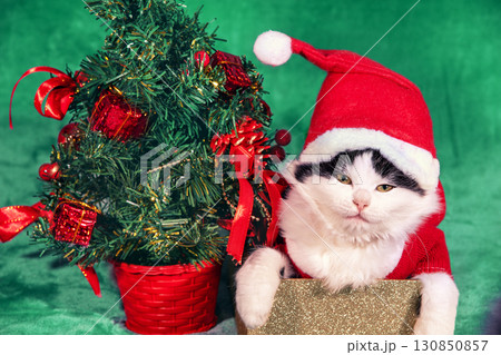 Funny little kitten in red Santa hat and jacket sitting in a gift box on soft green blanket near Christmas tree Funny little kitten in red Santa hat and jacket sitting in a gift box on soft green blanket near Christmas tree 130850857