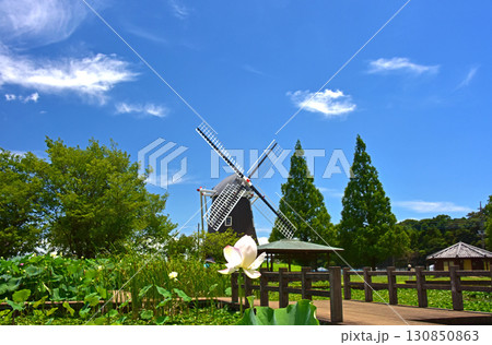光と影が造る蓮の花の美しさ 130850863