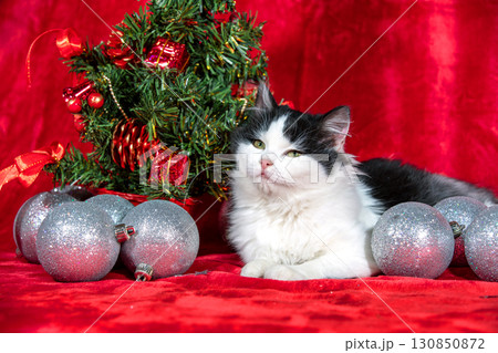 A black and white kitten lies near a decorated Christmas tree with silver baubles on a red blanket 130850872