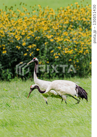 北海道の夏を彩るタンチョウと野花の風景 北海道の夏を彩るタンチョウと野花の風景 130851430