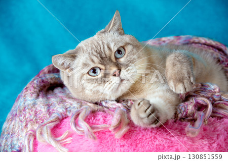 Portrait of a cute British shorthair cat covered with a soft pink plaid 130851559