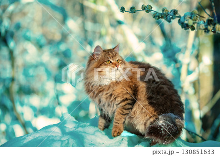 Cat sitting on a tree. Siberian cat in a snowy winter forest 130851633