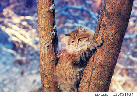 The cat is sitting on a tree. The Siberian cat is walking in the forest The cat is sitting on a tree. The Siberian cat is walking in the forest 130851634