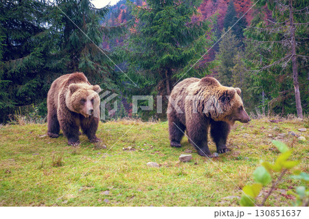 Two adult brown bears in nature. Bears walk in the mountains 130851637
