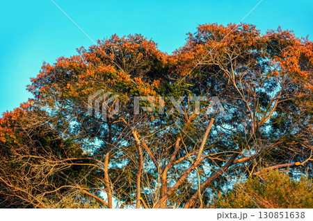 Eucalyptus tree against blue sky 130851638