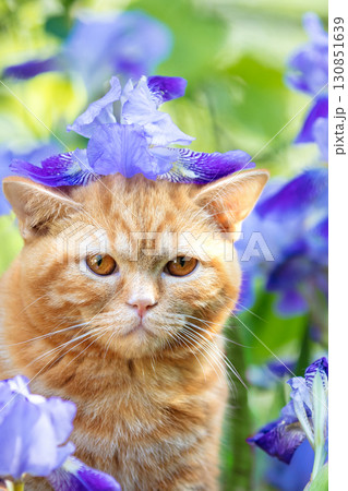 Cute ginger kitten sitting in iris flowers in the garden 130851639
