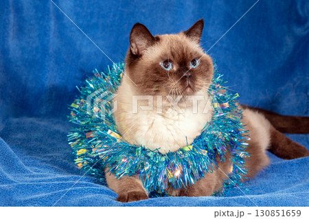 Funny choco colorpoint cat wrapped in Christmas glitter garland lying on a soft blue blanket. Christmas concept Funny choco colorpoint cat wrapped in Christmas glitter garland lying on a soft blue blanket. Christmas concept 130851659