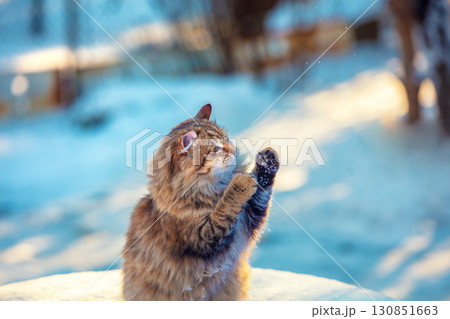 Funny cat stands on its hind legs outdoors in winter. The cat enjoys snow in winter Funny cat stands on its hind legs outdoors in winter. The cat enjoys snow in winter 130851663
