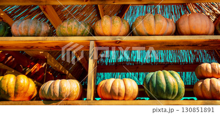 Pumpkins House wall. Halloween, Thanksgiving, autumn harvest background 130851891