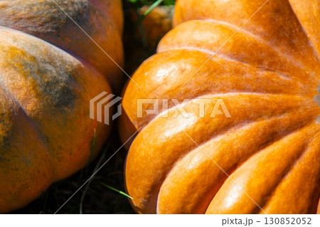 Pumpkins on the grass. Autumn background. Halloween, Thanksgiving, Autumn, Harvest background 130852052