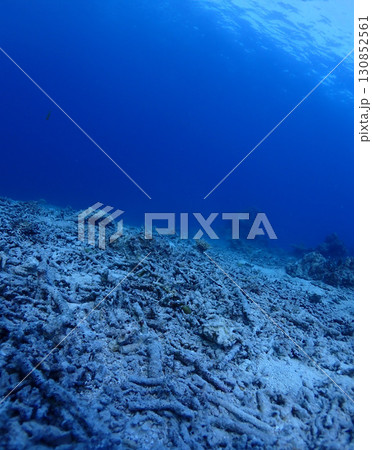 石垣島海底・白化した枝状珊瑚のミドリイシ 石垣島海底・白化した枝状珊瑚のミドリイシ 130852561