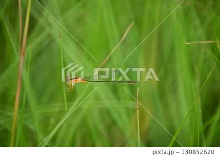草に止まるイトトンボ 130852620