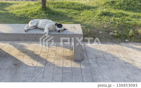 Puppy laying on the bench in the park 130853093